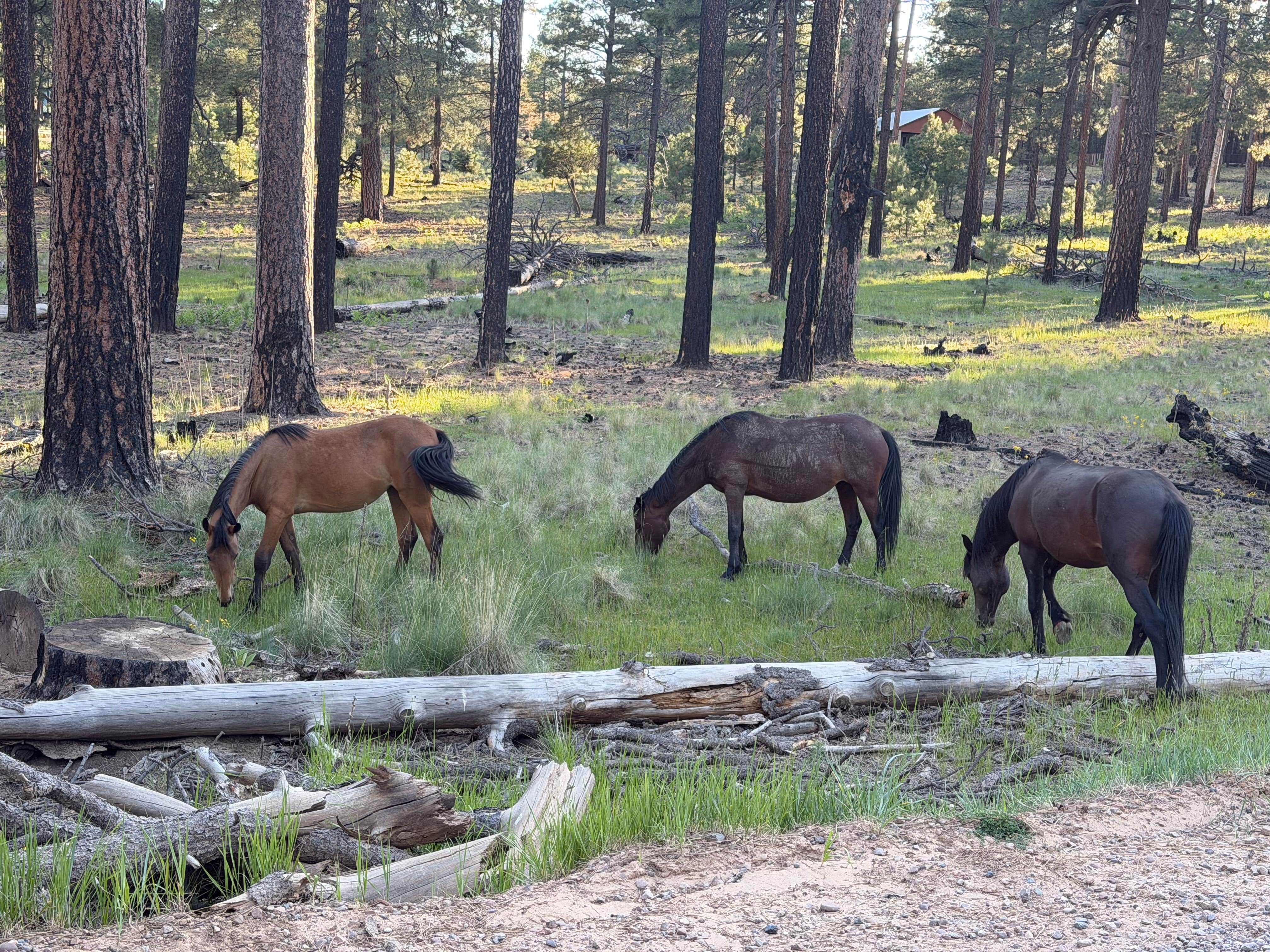 Camping near Forest-Edge RV Haven: Coconino county FR 179 dispersed camping, Forest Lakes, Arizona