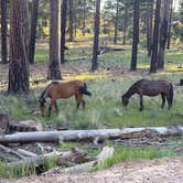 Review photo of Coconino county FR 179 dispersed camping by marine J., June 1, 2026