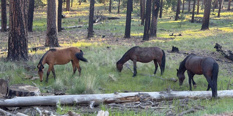 Camper submitted image from Coconino county FR 179 dispersed camping