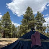 Review photo of Coconino county FR 179 dispersed camping by marine J., June 1, 2026