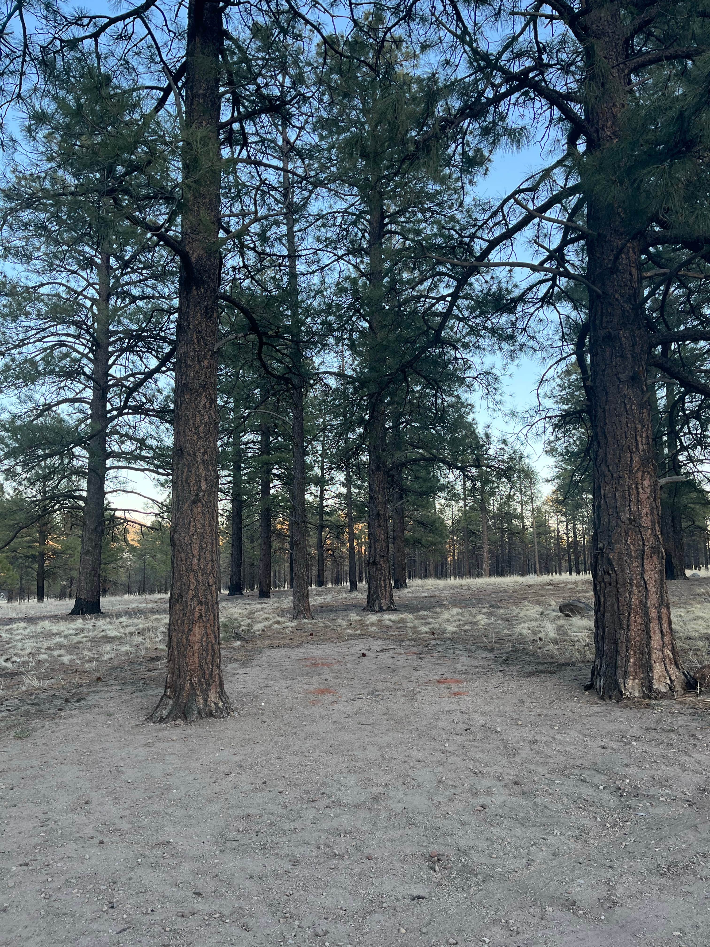 Camper-submitted photo at Coconino Forest Road 9125F near Flagstaff, AZ