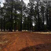 Review photo of Coconino National Forest off Lake Mary Rd by Jennifer W., March 26, 2025