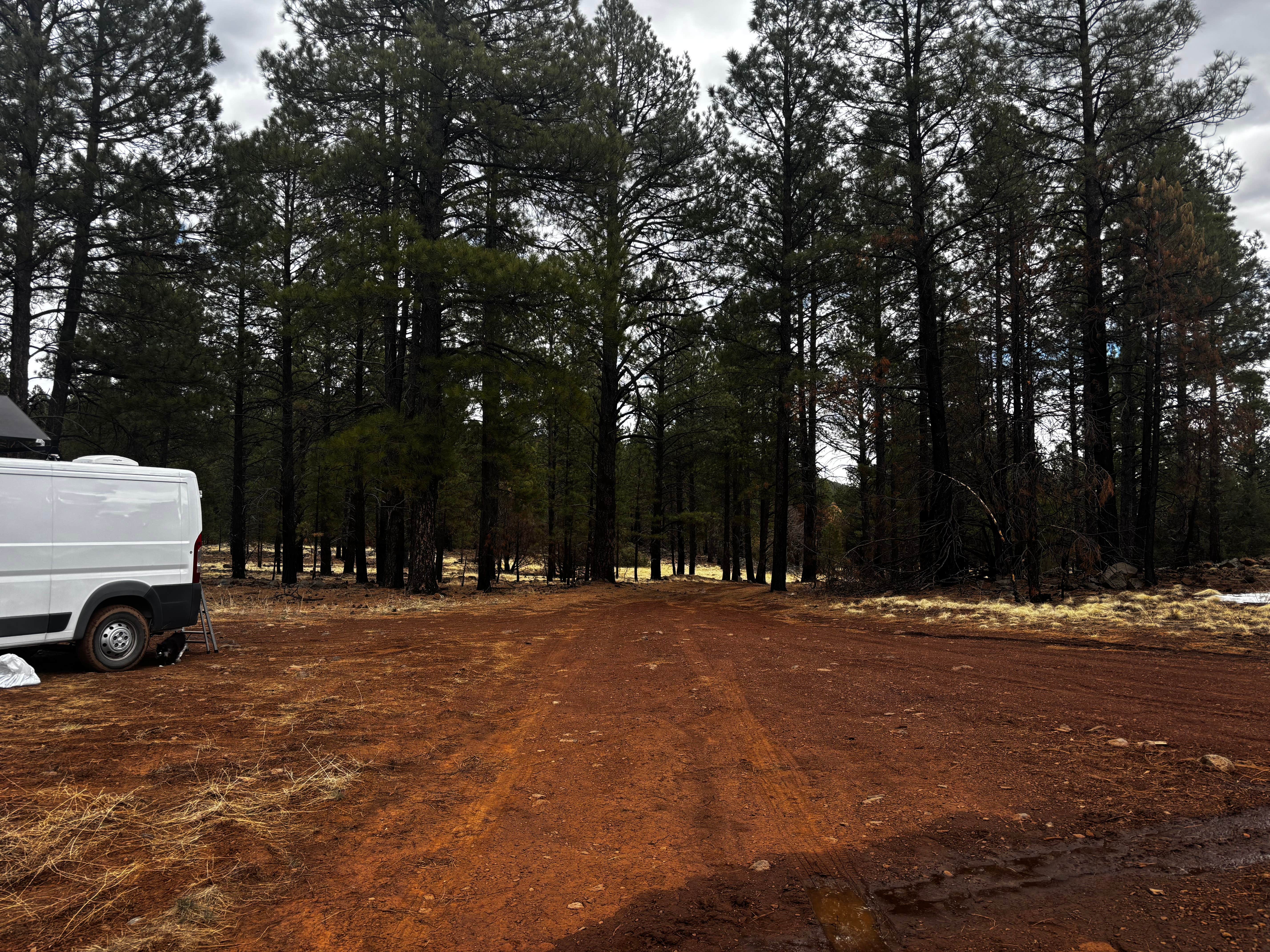 Camper submitted image from Coconino National Forest off Lake Mary Rd - 4