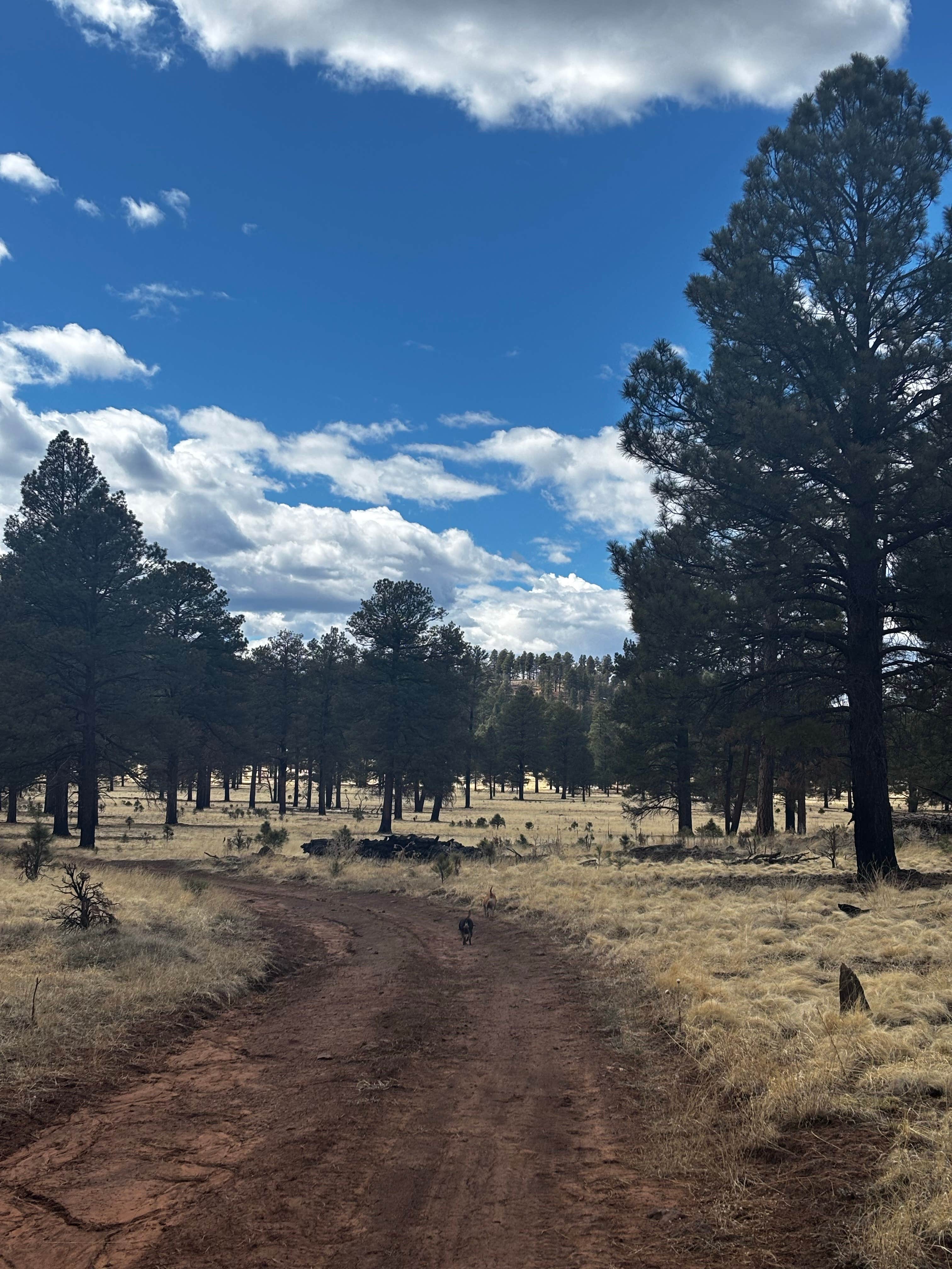 Jennifer W.'s photo of a dispersed camping area at Coconino National Forest off Lake Mary Rd near Flagstaff, AZ
