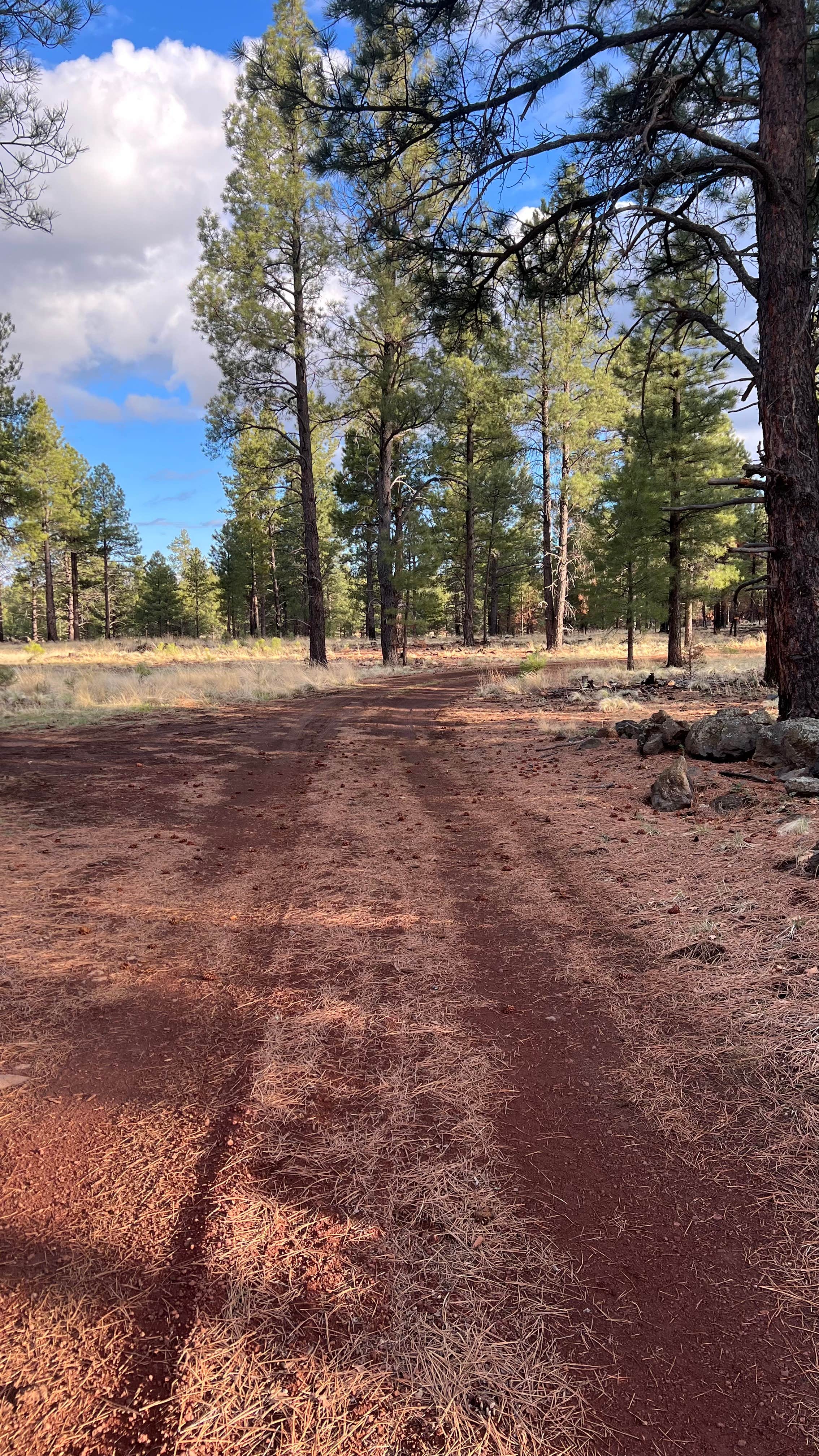 Jules S.'s photo of a dispersed camping area at Coconino National Forest off Lake Mary Rd near Flagstaff, AZ