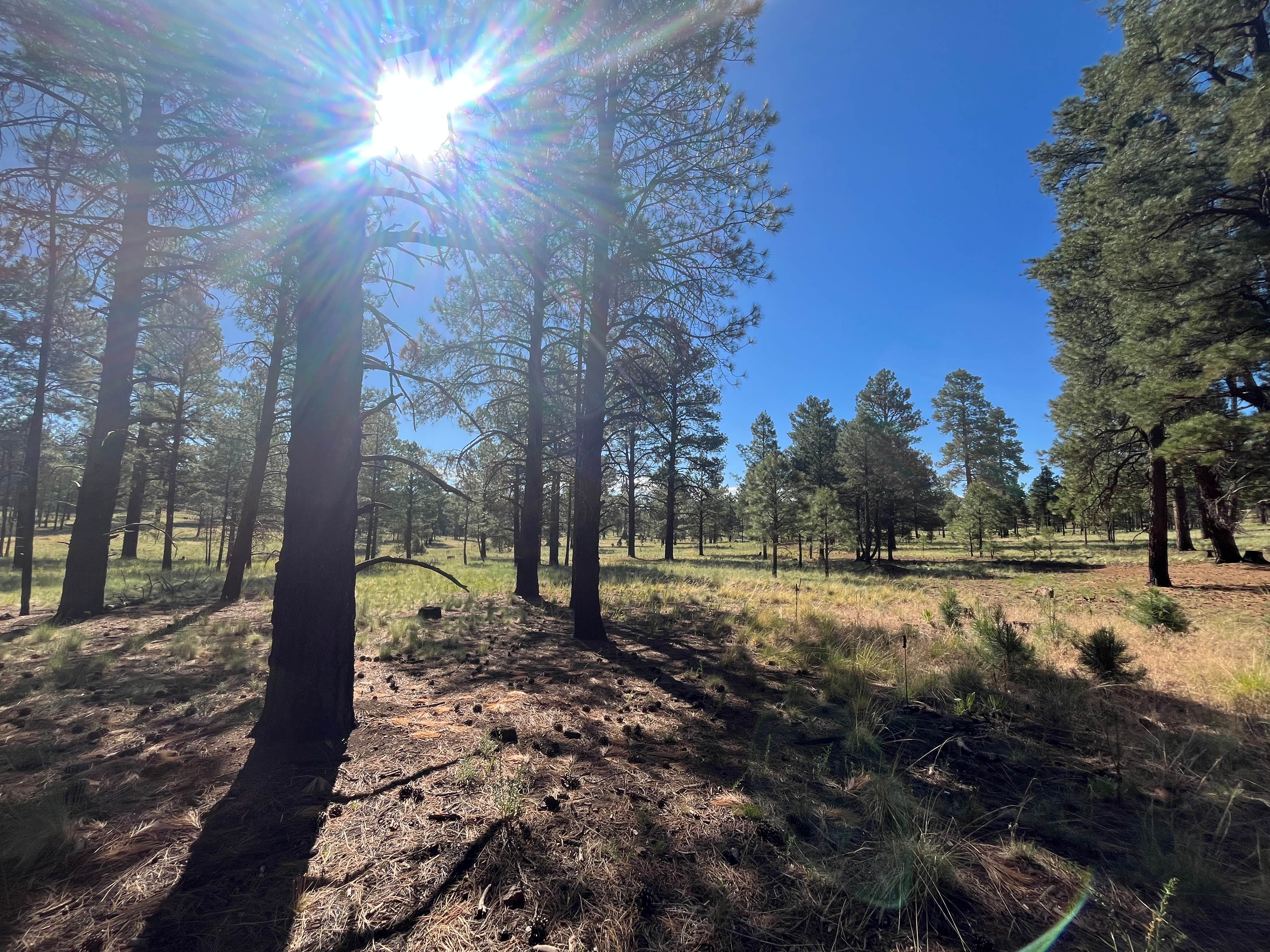 Coconino National Forest off Lake Mary Rd