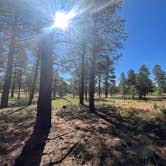 Review photo of Coconino National Forest off Lake Mary Rd by Ikela M., July 8, 2025