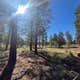 Coconino National Forest off Lake Mary Rd