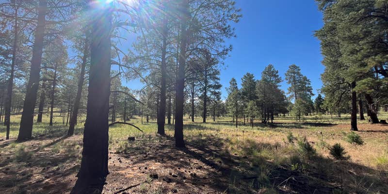 Camper submitted image from Coconino National Forest off Lake Mary Rd