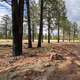 Review photo of Coconino National Forest off Lake Mary Rd by Jules S., May 9, 2025