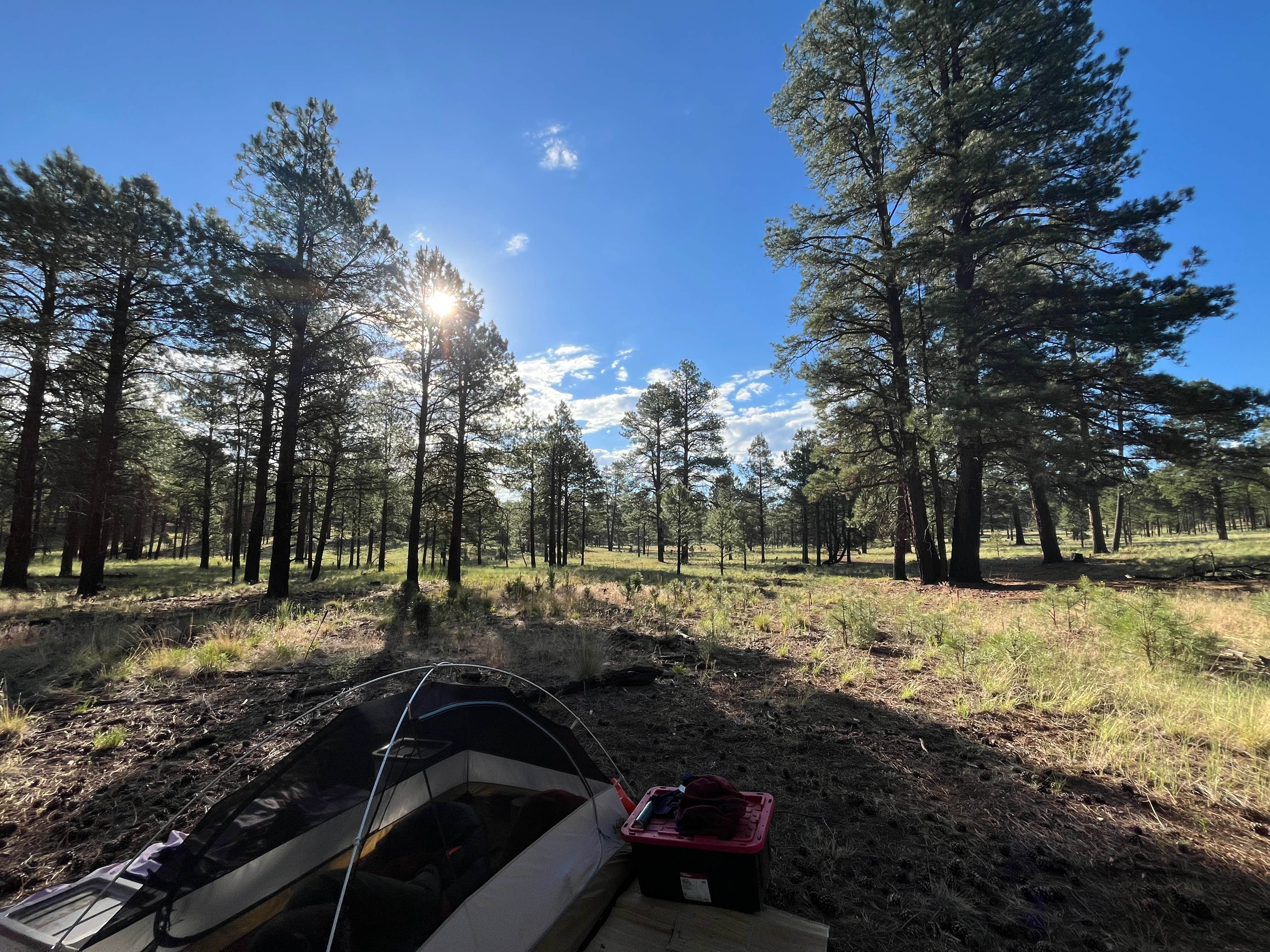 Ikela M.'s photo at Coconino National Forest off Lake Mary Rd near Flagstaff, AZ