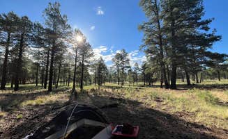 Ikela M.'s photo at Coconino National Forest off Lake Mary Rd near Flagstaff, AZ