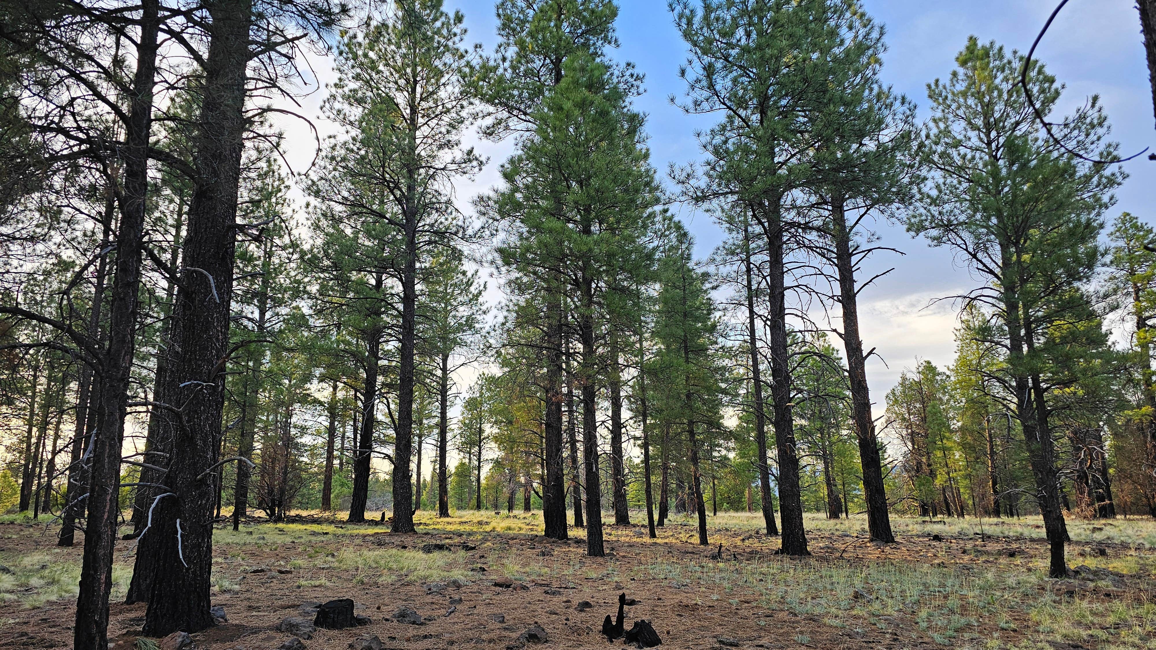 Camper-submitted photo at Coconino National Forest off Lake Mary Rd near Flagstaff, AZ