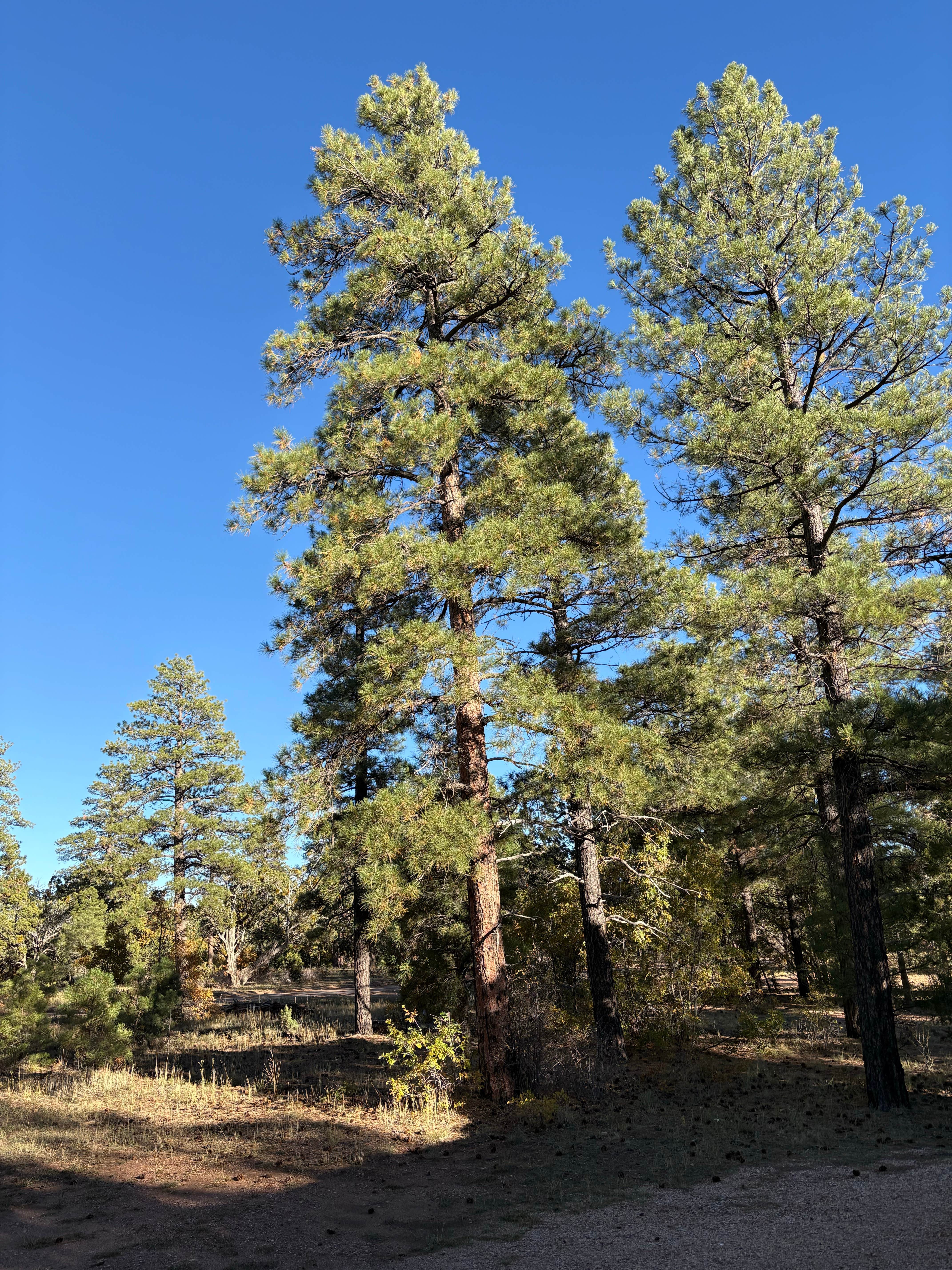 Camper-submitted photo at Coconino Rim Road Dispersed Camping near Tuba City, AZ