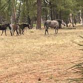 Review photo of Coconino Rim Road Dispersed Camping by Tyler C., August 7, 2024