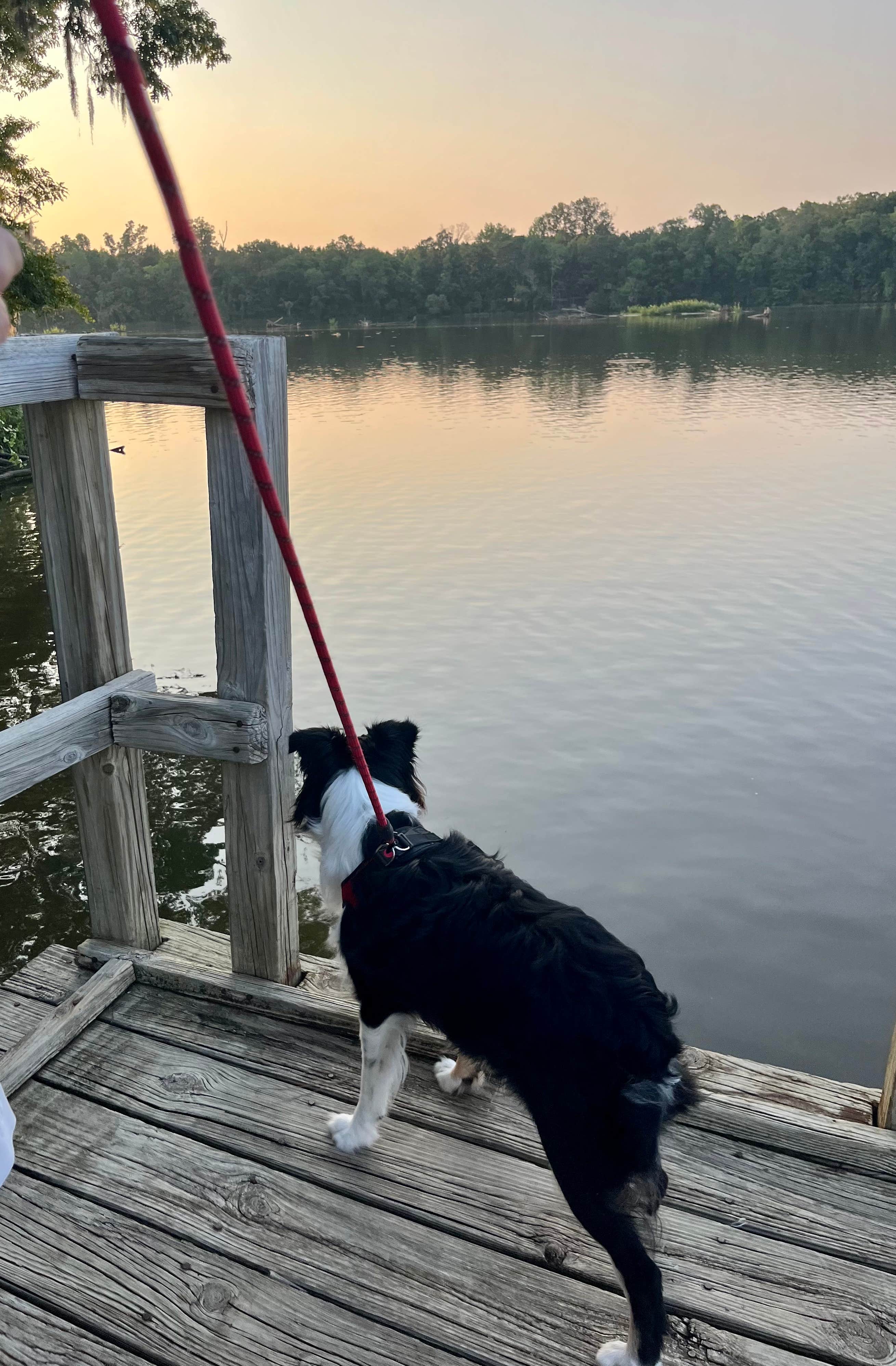 L&A C.'s photo of camping with pets at COE Alabama River Lakes Chilatchee Creek Campground near Selma, AL