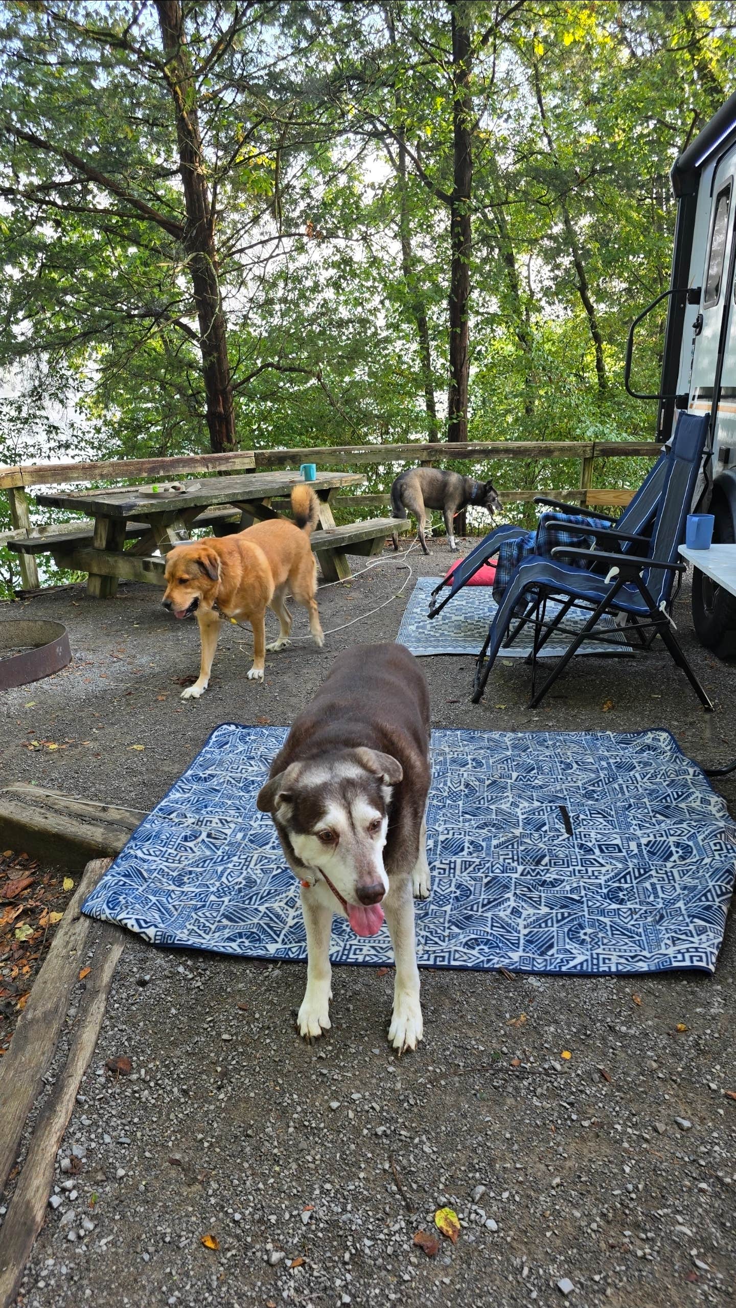 Alisha L.'s photo of camping with pets at COE Cordell Hull Lake Salt Lick Creek Campground near Granville, TN