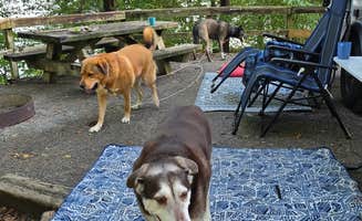 Alisha L.'s photo of camping with pets at COE Cordell Hull Lake Salt Lick Creek Campground near Lafayette, TN