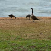 Review photo of Petersburg - J Strom Thurmond Lake by Rick G., June 3, 2024