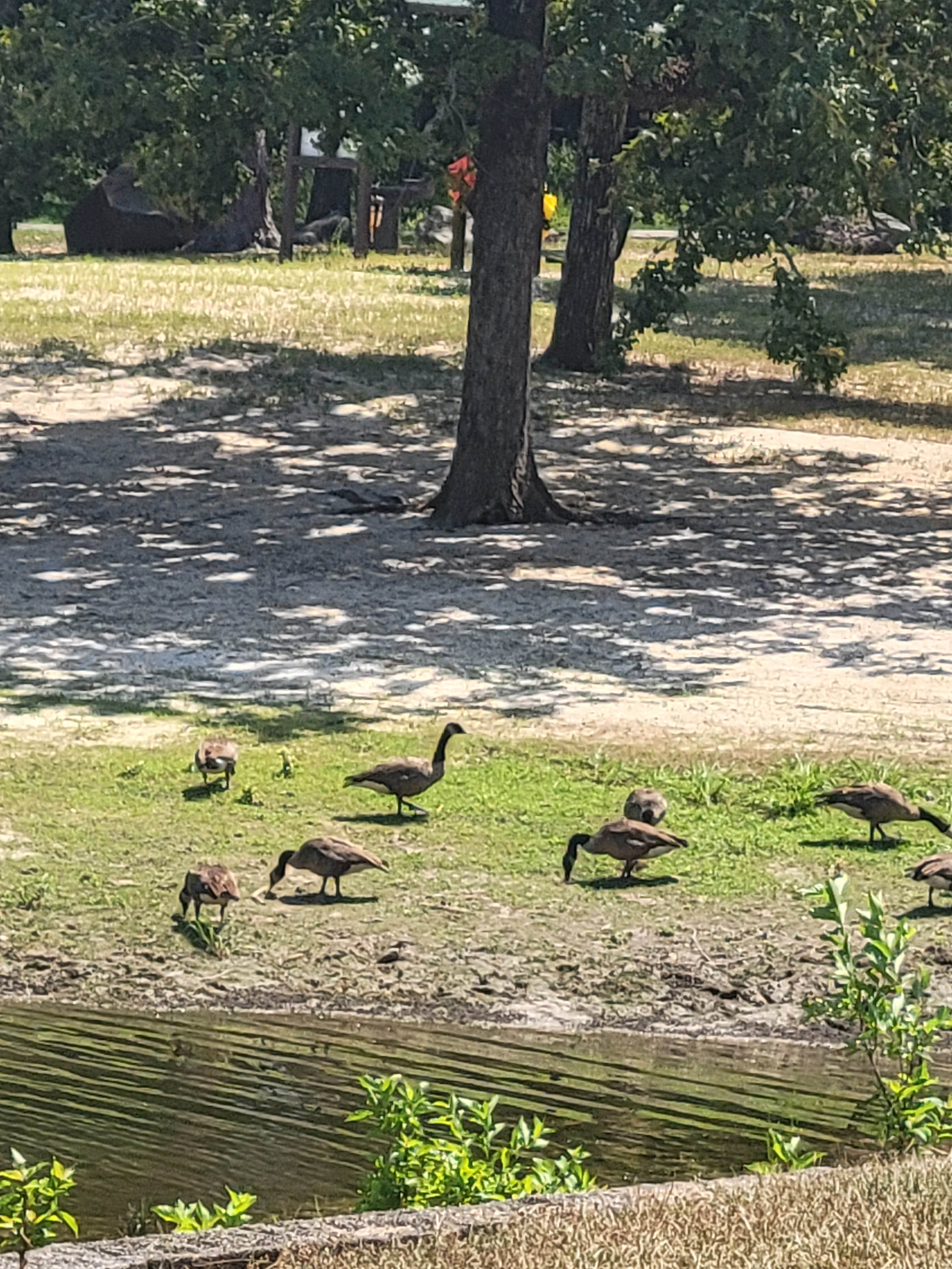 Travis A.'s photo of camping with pets at COE Lake Ouachita Crystal Springs Campground near Nimrod Lake