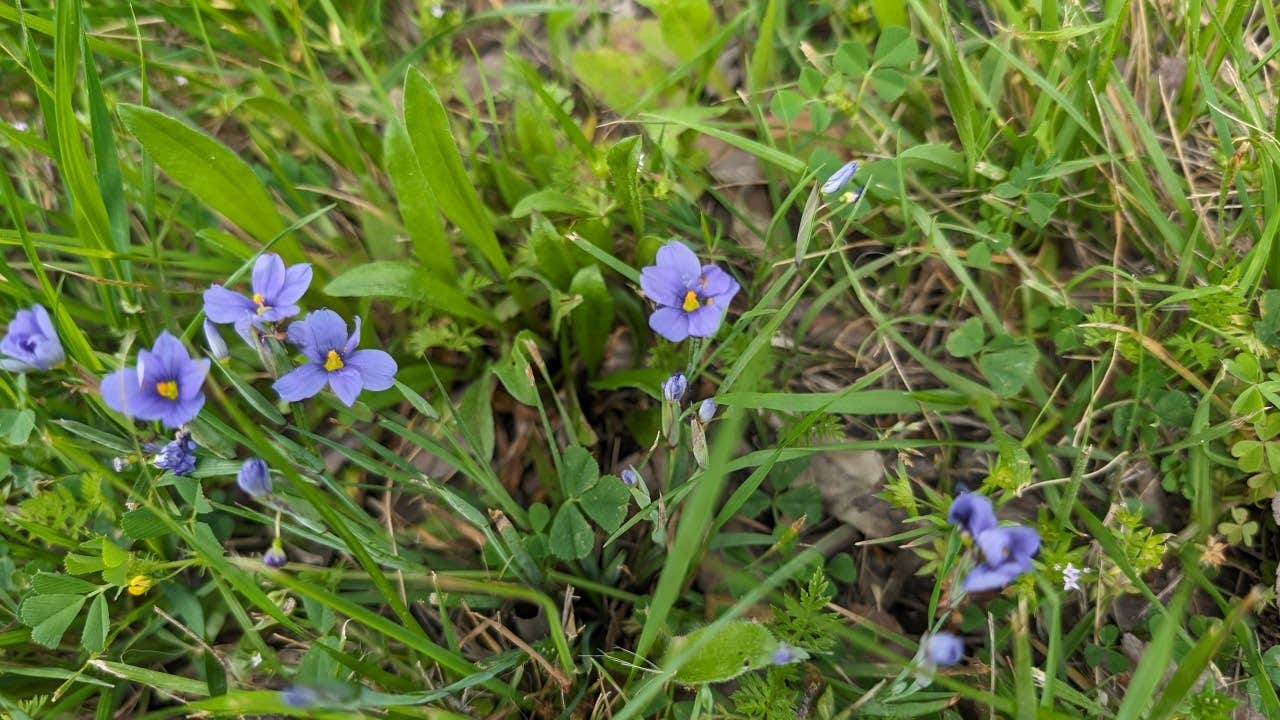 Camper-submitted photo at East Fork Park Campground near Addison, TX