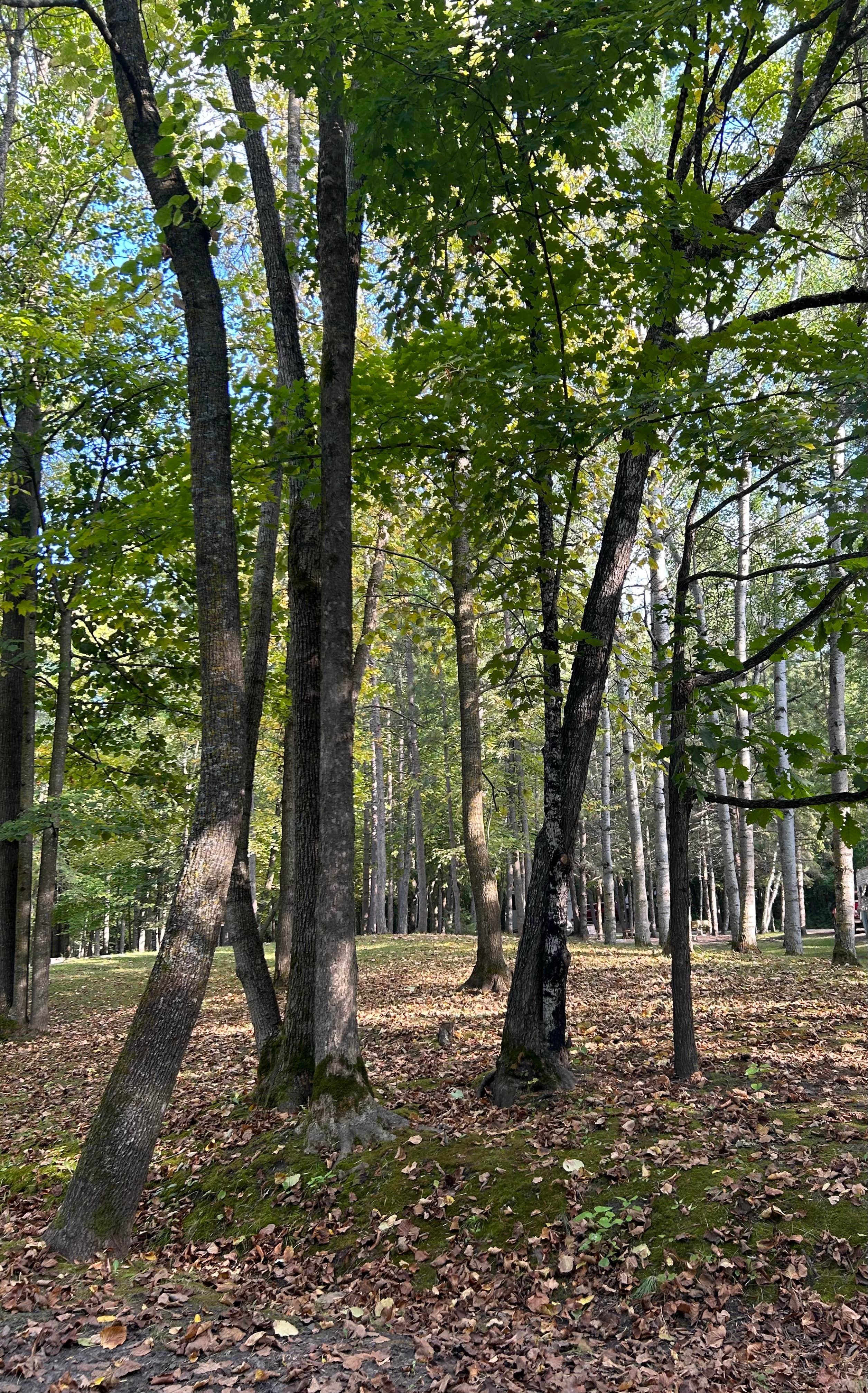 Camper-submitted photo at COE Leech Lake Reservoir Leech Lake Recreation Area near Longville, MN