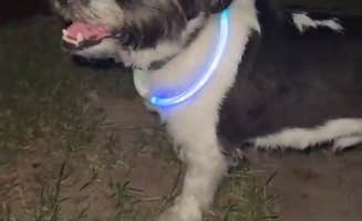 Maddy K.'s photo of camping with pets at COE Town Bluff Lake Sandy Creek Park near Village Mills, TX