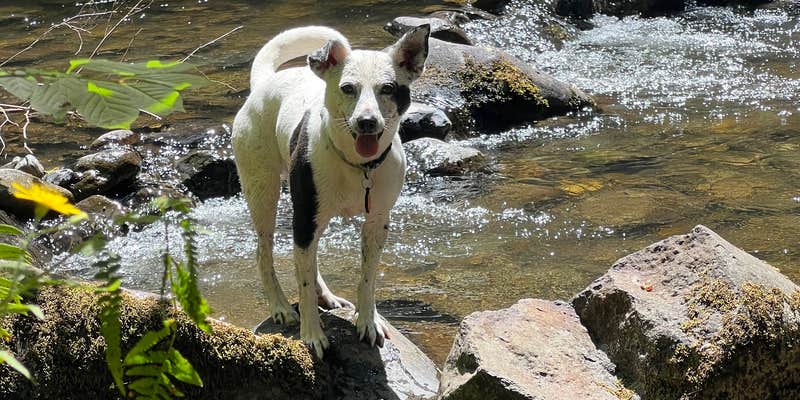 Camper submitted image from Cold Creek Campground