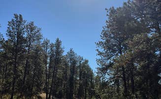 Nicole L.'s photo of a dispersed camping area at Cold Springs School Road by Beaver Creek near Hill City, SD