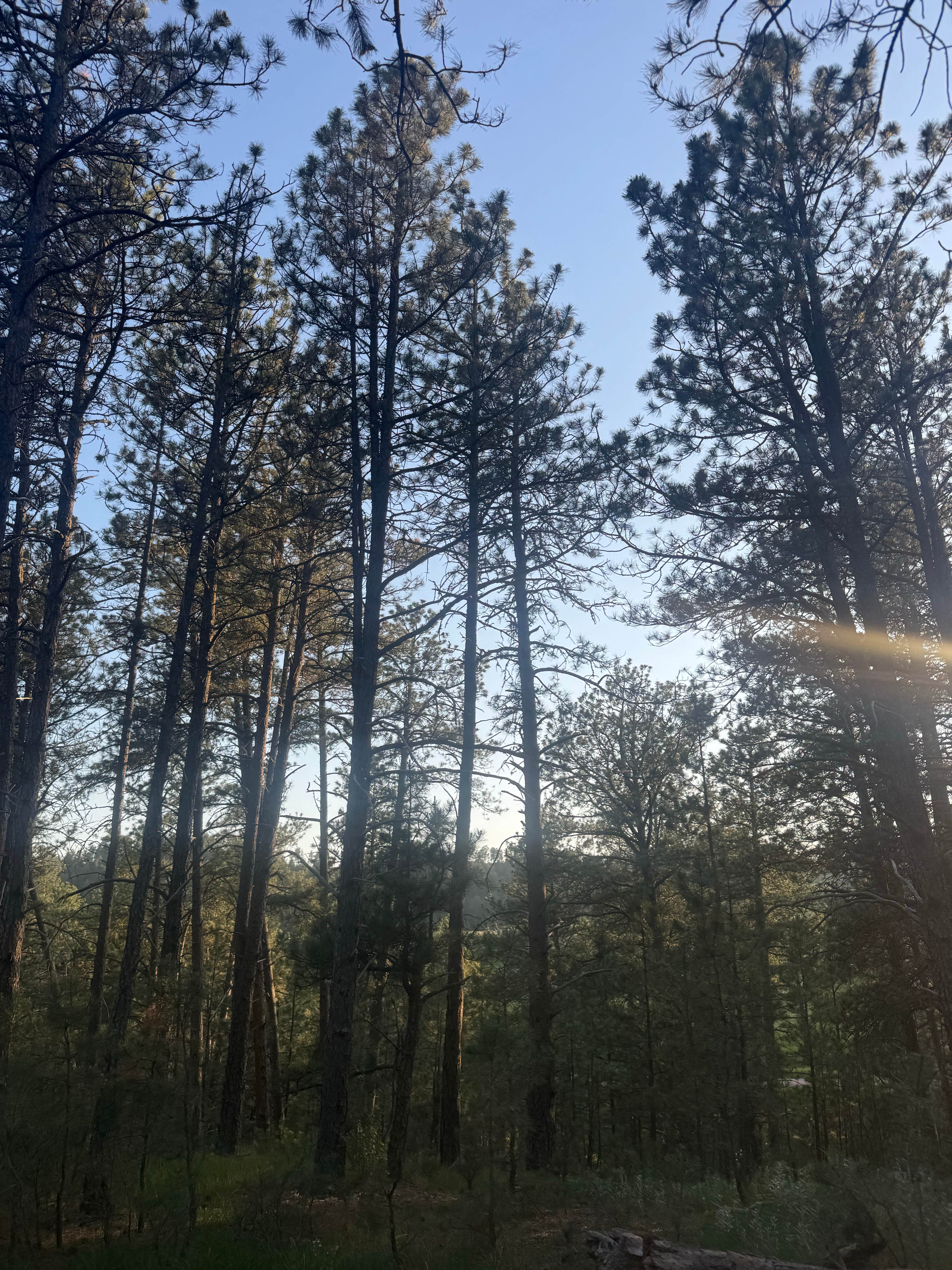 Camper-submitted photo at Cold Springs School Road by Beaver Creek near Hot Springs, SD