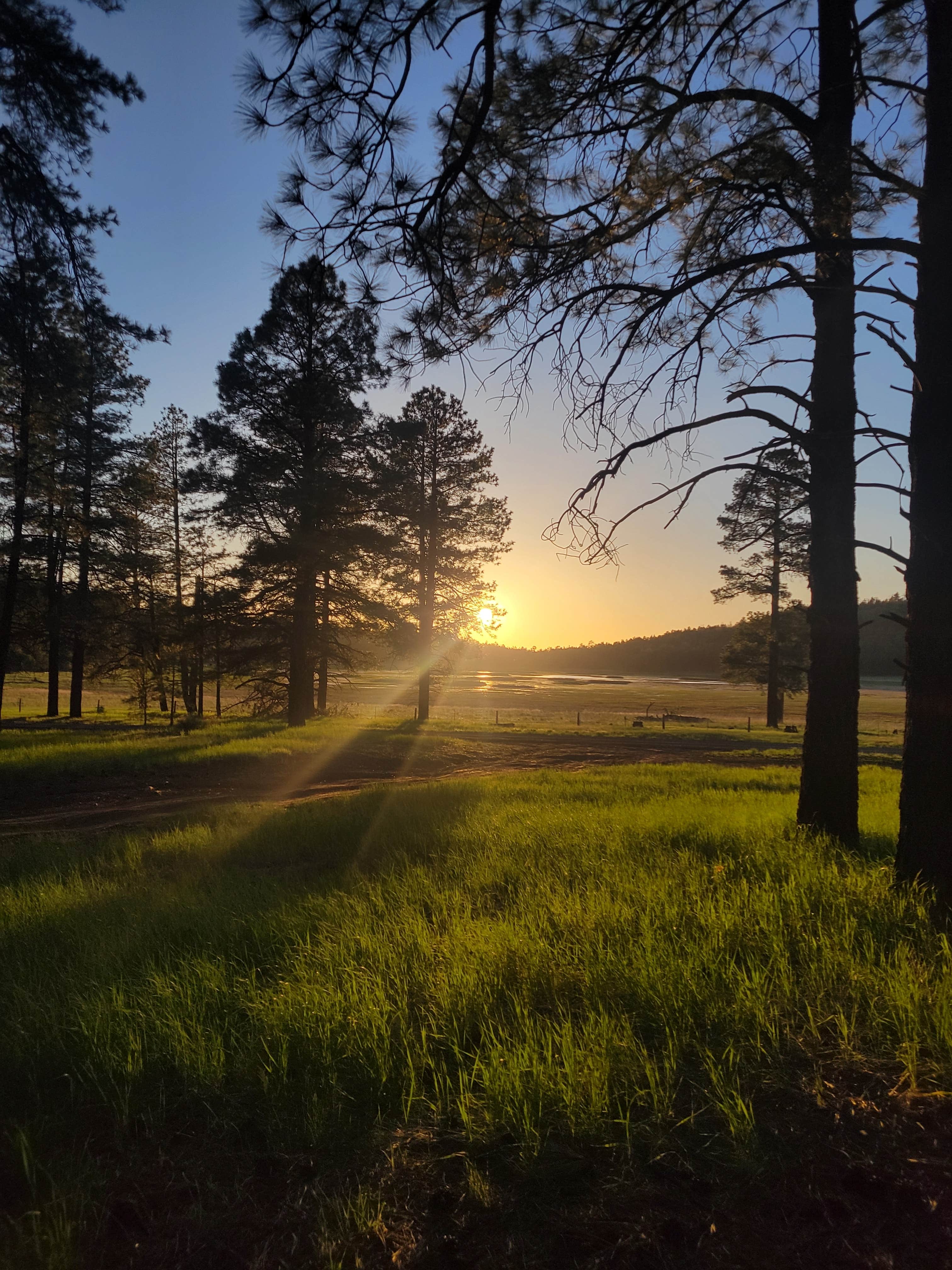 Tisha W.'s photo of a dispersed camping area at Coleman Lake Camp near Williams, AZ
