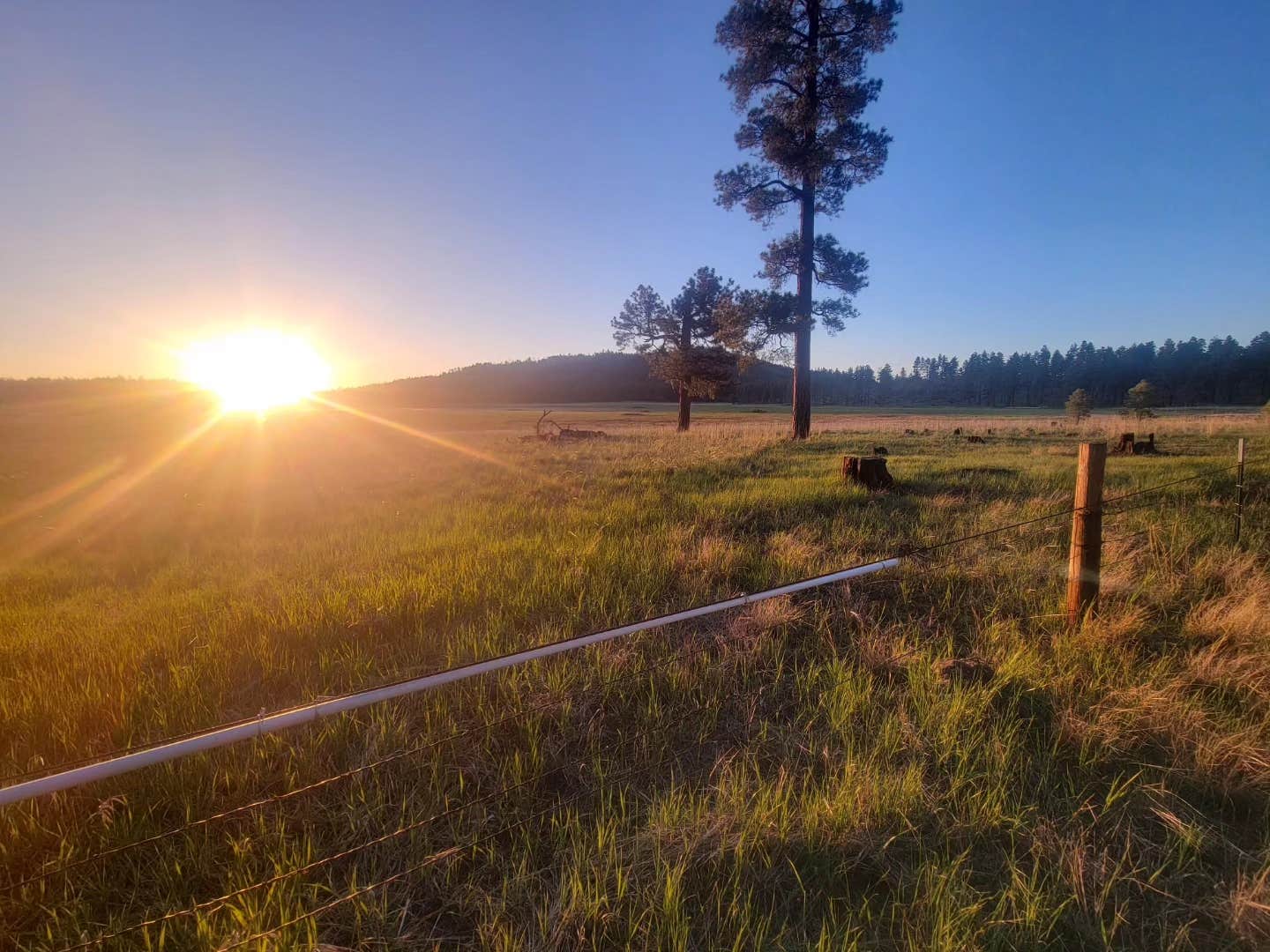 Camper-submitted photo at Coleman Lake Camp near Williams, AZ