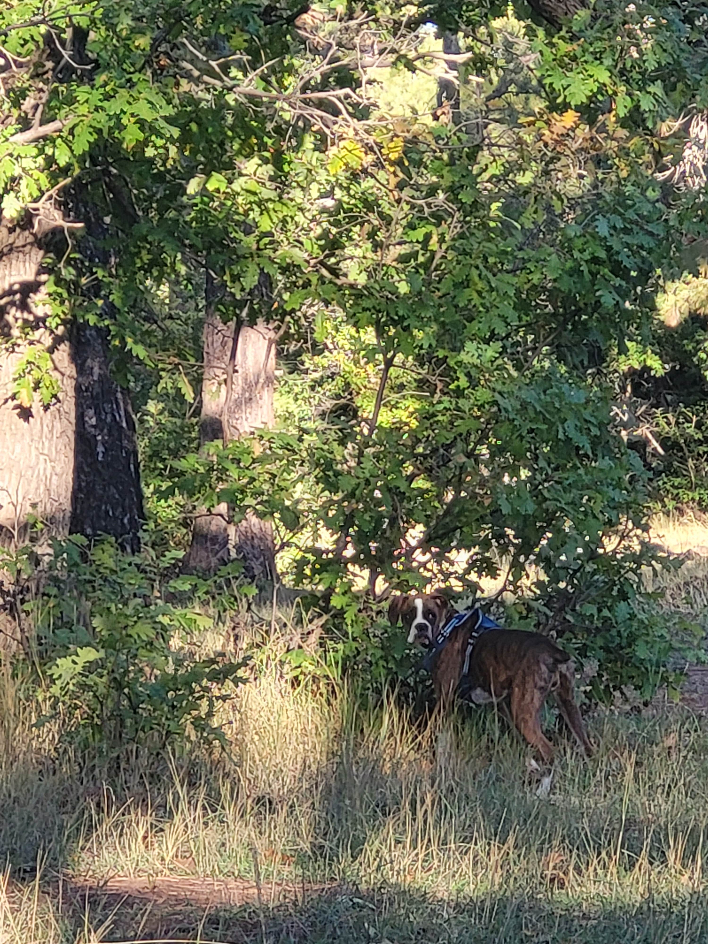 Sheri C.'s photo of camping with pets at Coleman Lake Camp near Williams, AZ