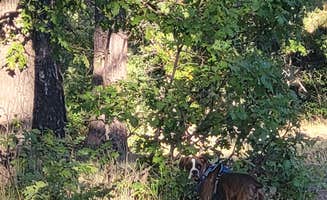 Sheri C.'s photo of camping with pets at Coleman Lake Camp near Seligman, AZ