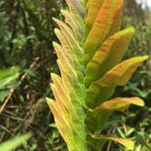 Review photo of Collier-Seminole State Park by Lexi W., February 8, 2024