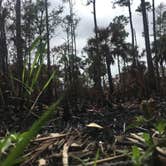 Review photo of Collier-Seminole State Park by Lexi W., February 8, 2024