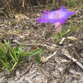 Review photo of Collier-Seminole State Park by Lexi W., February 8, 2024