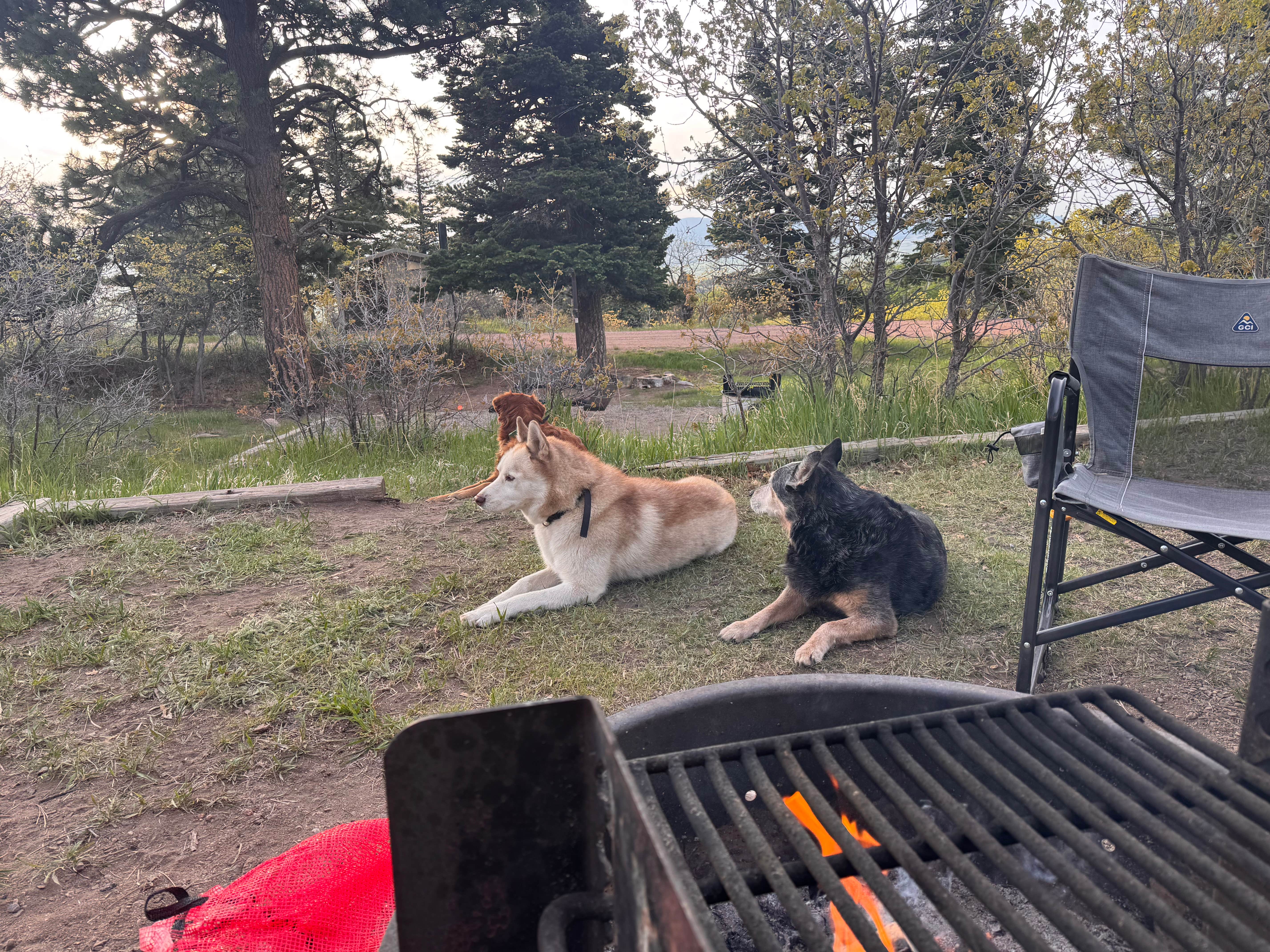 Selina's photo of camping with pets at Alvarado Campground near Rye, CO