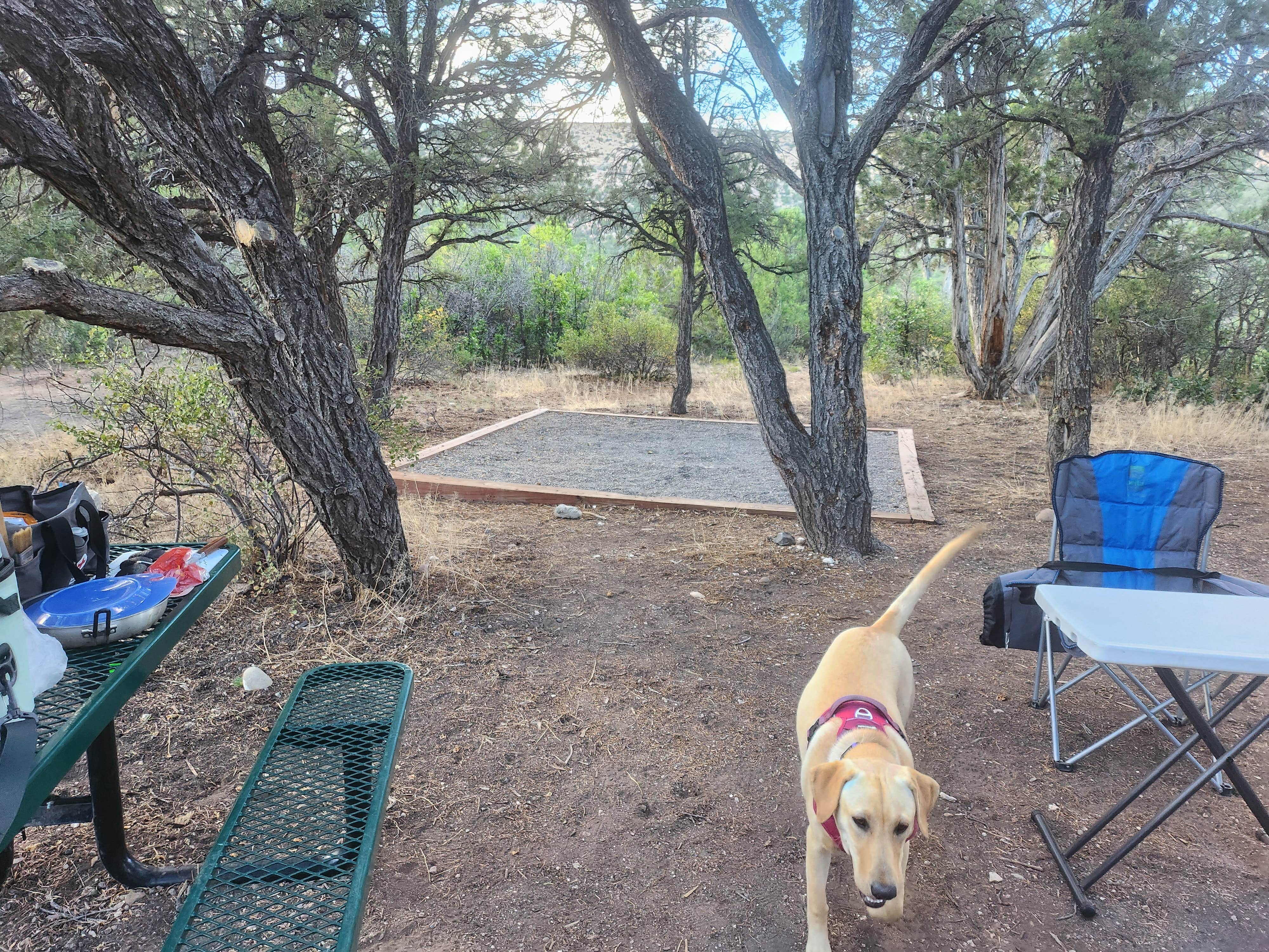 Wm S.'s photo of camping with pets at North Rim Campground — Black Canyon of the Gunnison National Park near Lazear, CO