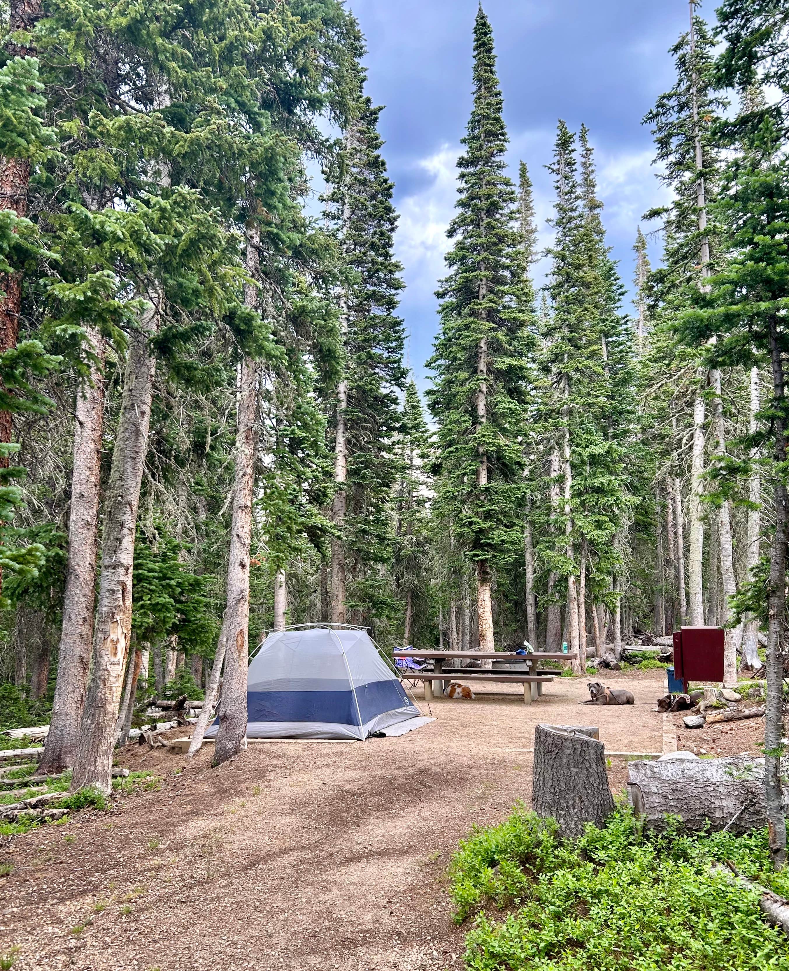 Alicia H.'s photo of tent camping at Brainard Lake Recreation Area near Arapaho and Roosevelt National Forests and Pawnee National Grassland