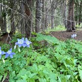 Review photo of Buckingham Campground by Alicia H., July 16, 2026