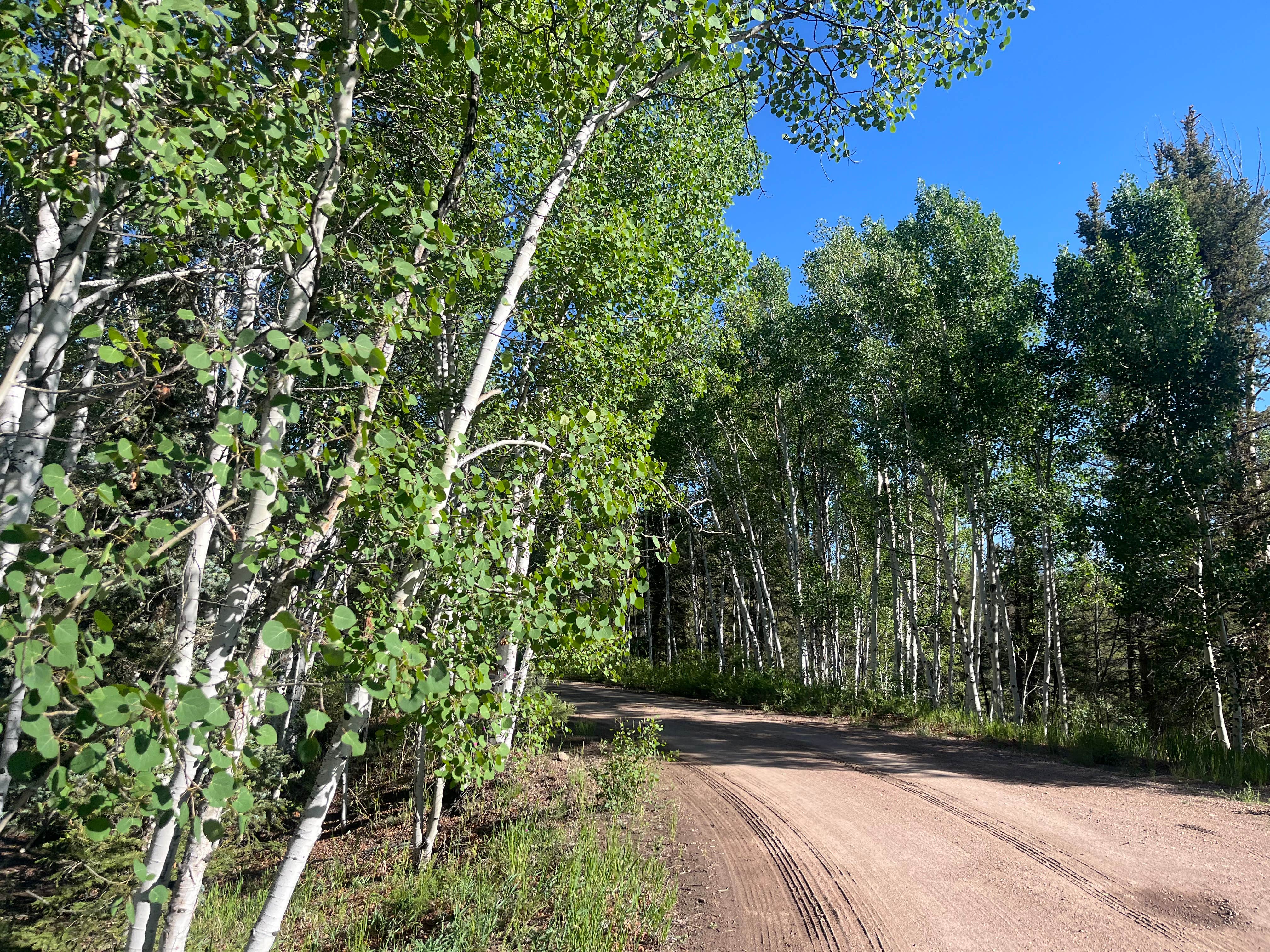 Camper submitted image from Buffalo Pass Campground - 3