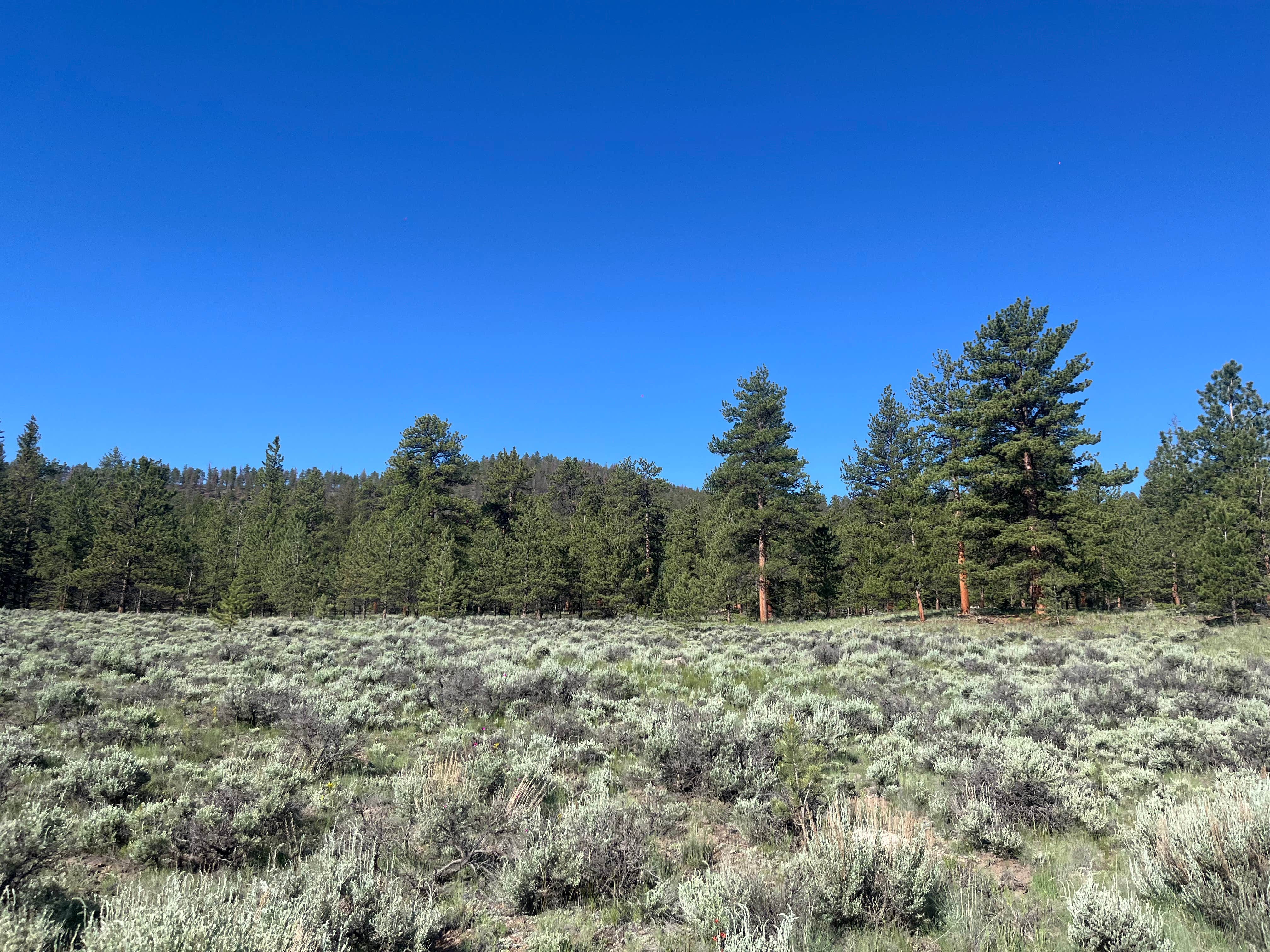 Camper-submitted photo at Buffalo Pass Campground near Saguache, CO