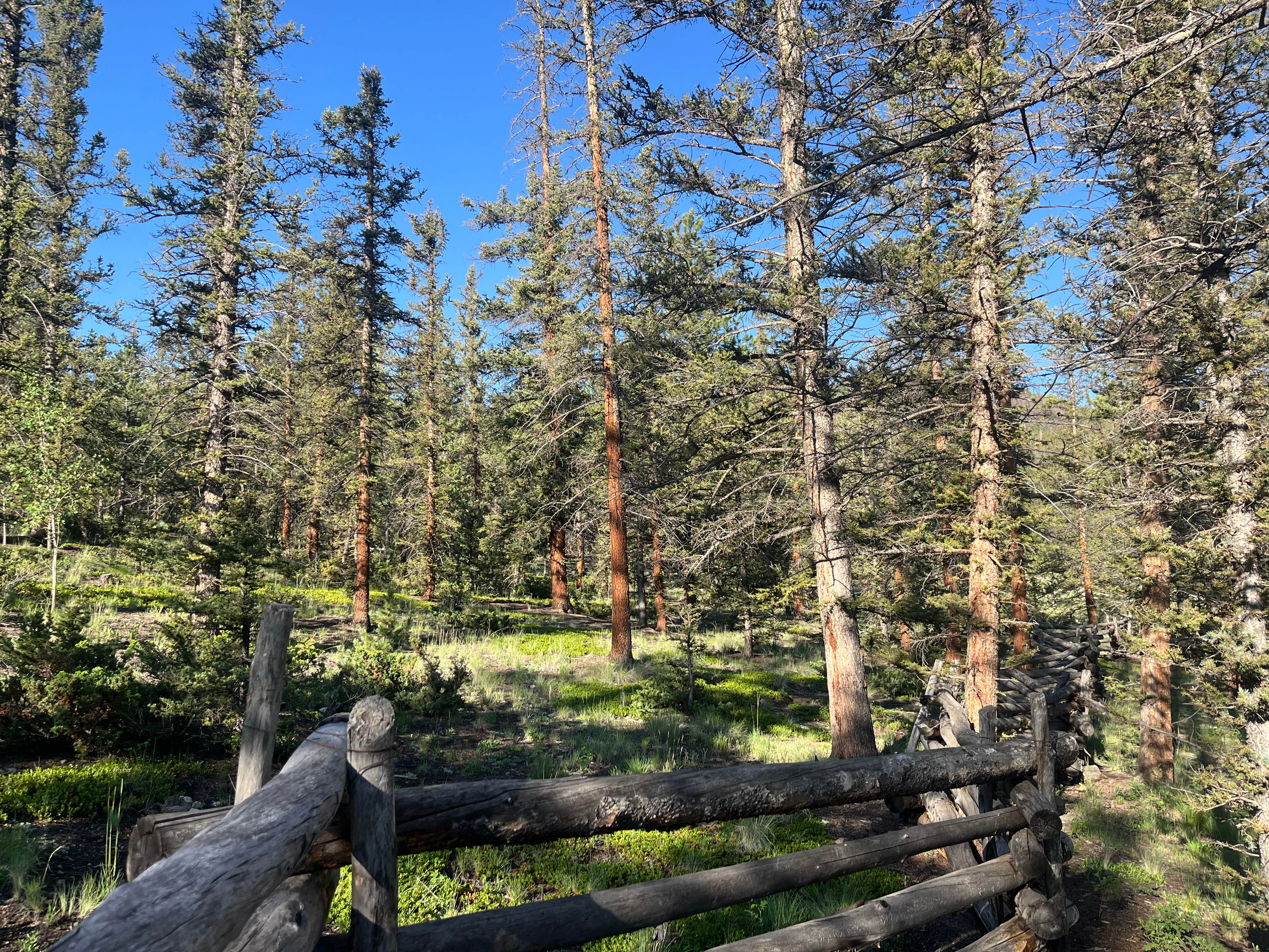 Camper-submitted photo at Buffalo Pass Campground near Saguache, CO