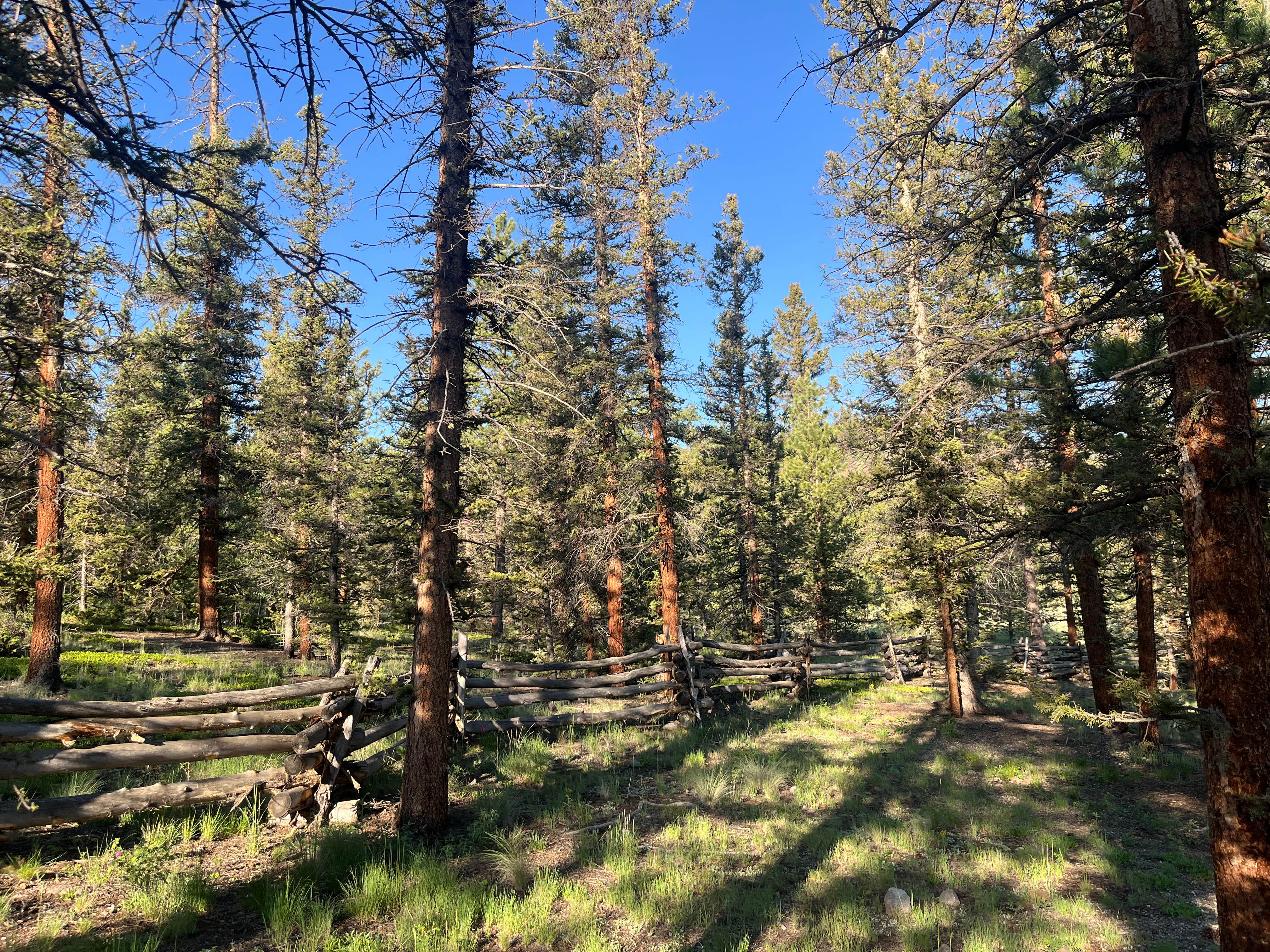 Camper-submitted photo at Buffalo Pass Campground near Saguache, CO