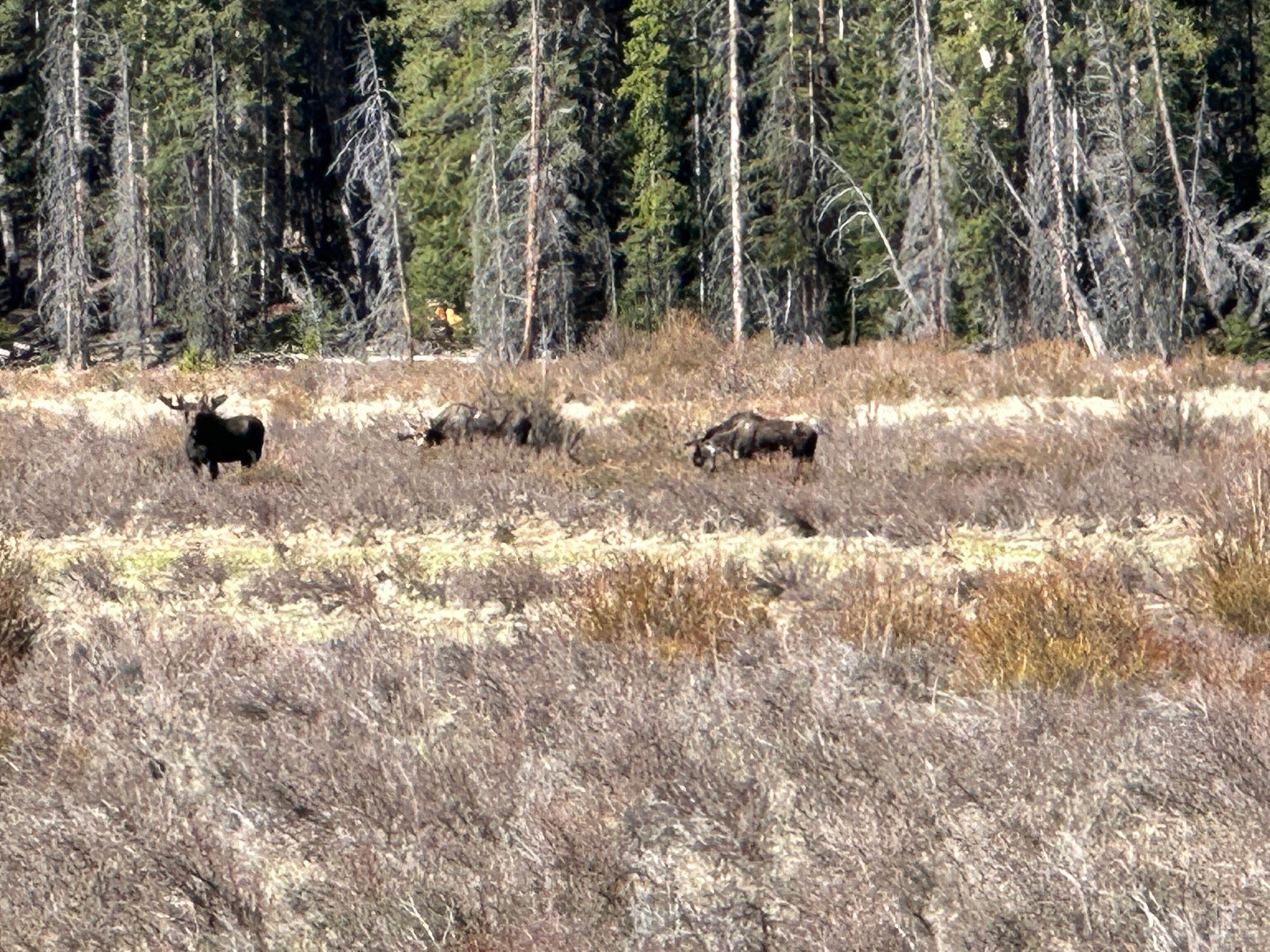 Camper-submitted photo at Burning Bear Campground near Silver Plume, CO