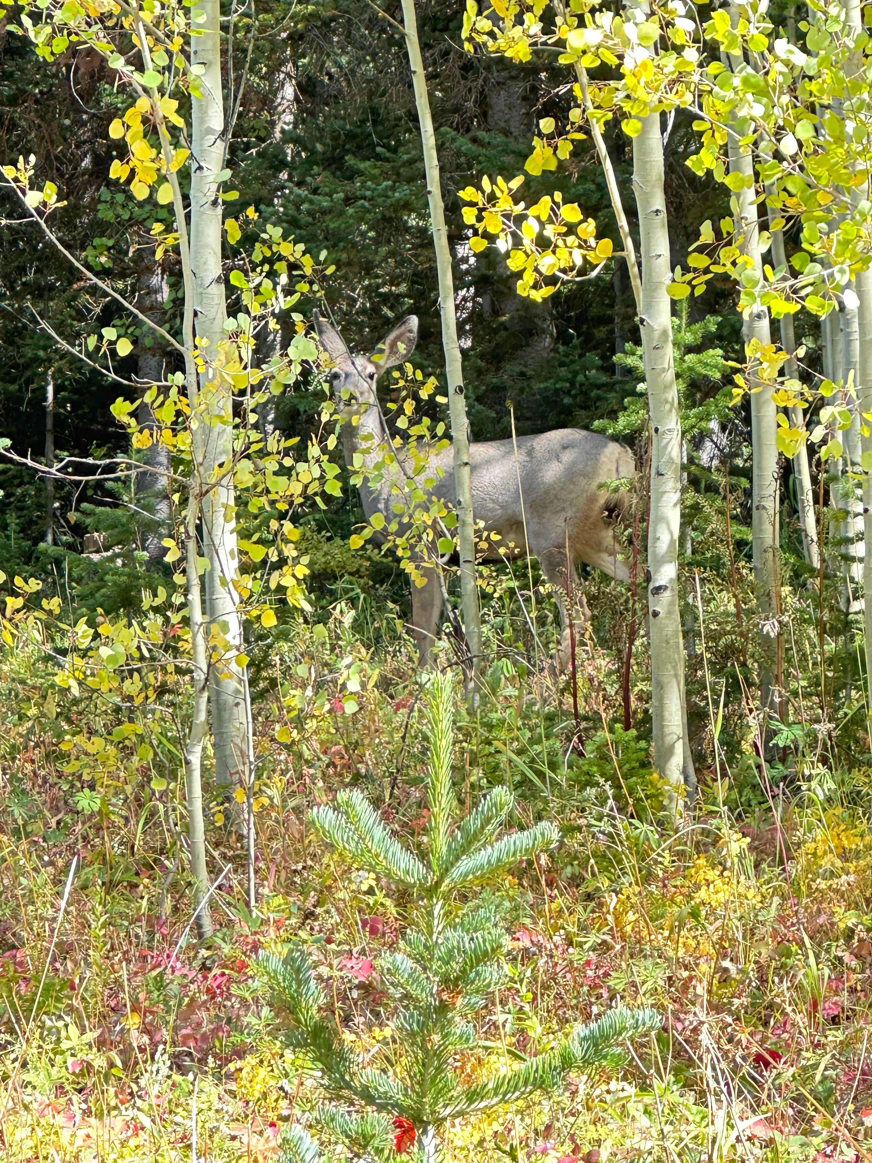 Camper-submitted photo at Chapman Reservoir near Yampa, CO