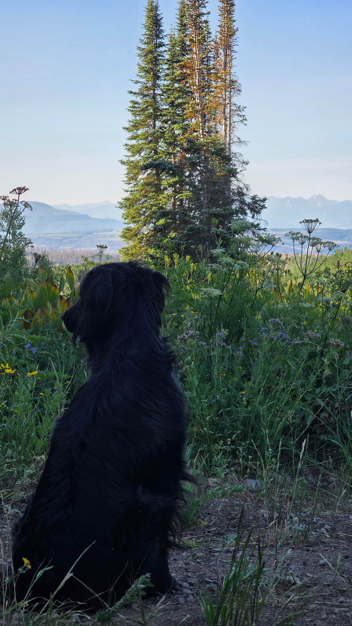 Lori W.'s photo of camping with pets at Coffee Pot Spring near Glenwood Springs, CO