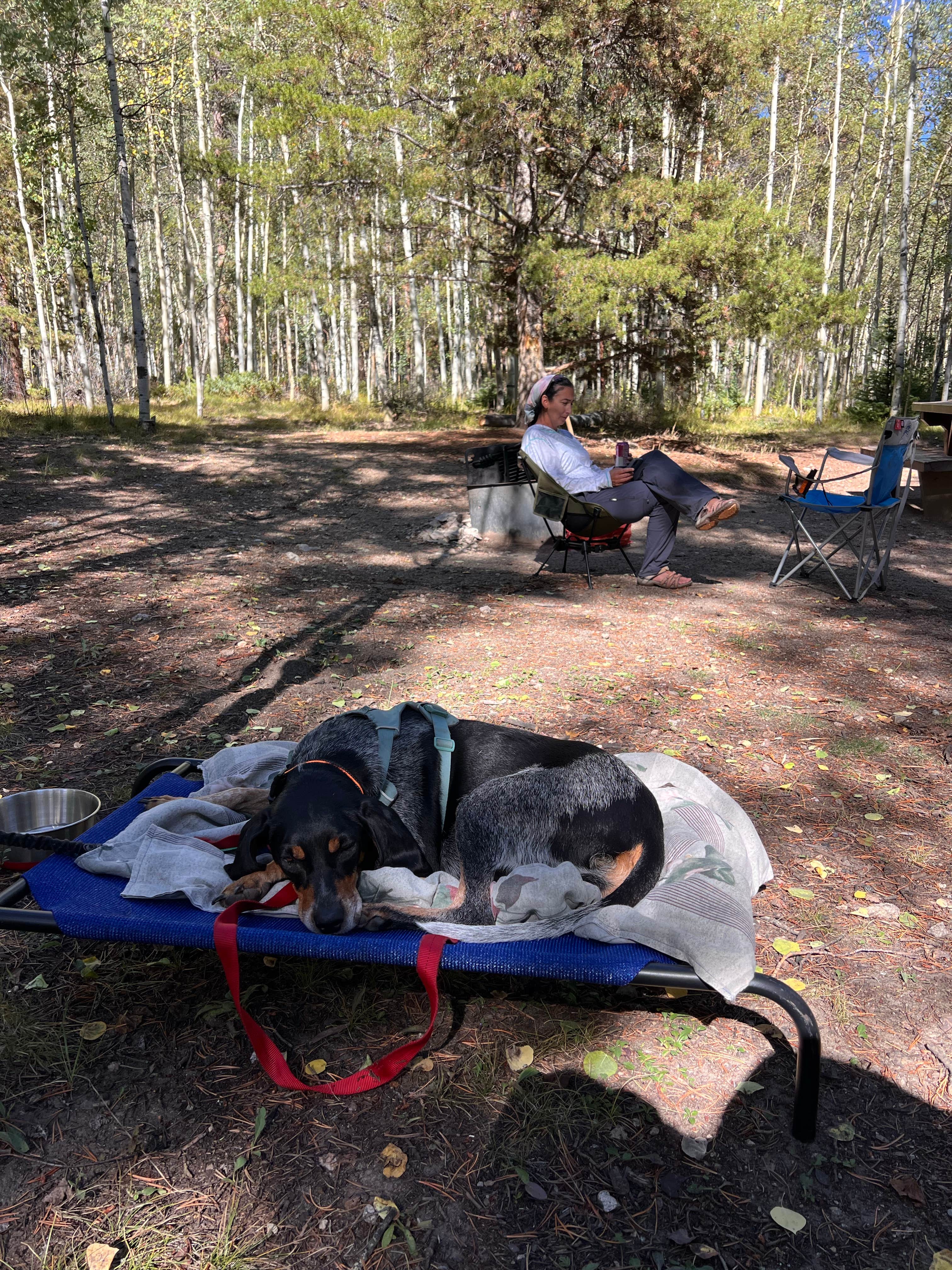 Gerard E.'s photo of camping with pets at Collegiate Peaks near Pitkin, CO