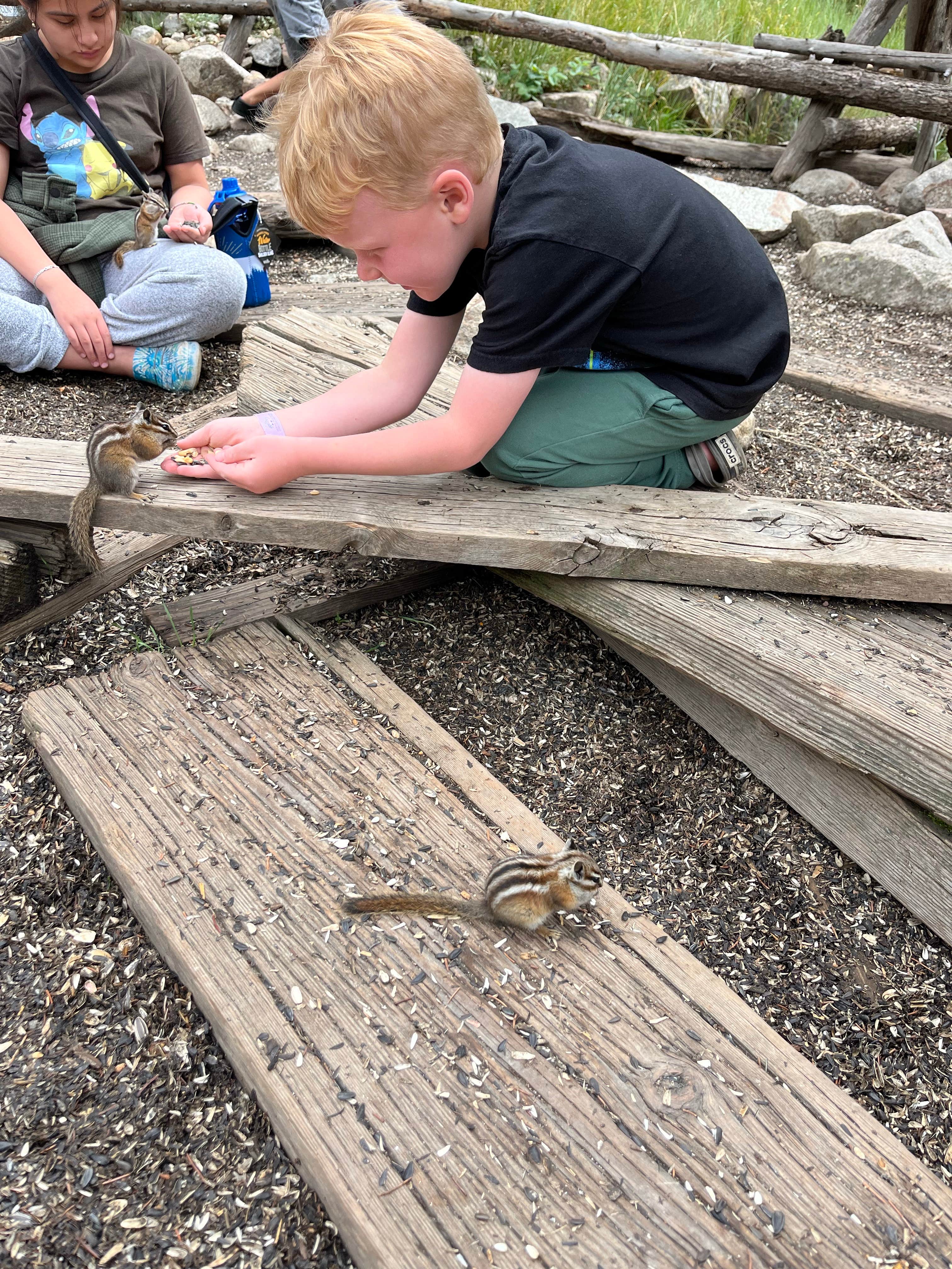 Sam W.'s photo of camping with pets at Collegiate Peaks near Buena Vista, CO